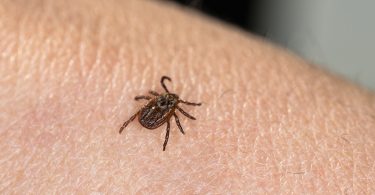encéphalite à tiques - vaccin - Zeckenenzephalitis - Impfung