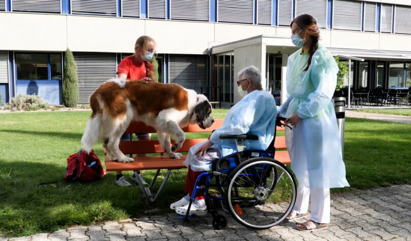 La thérapie assistée par l’animal